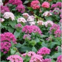 Pentas lanceolata m13