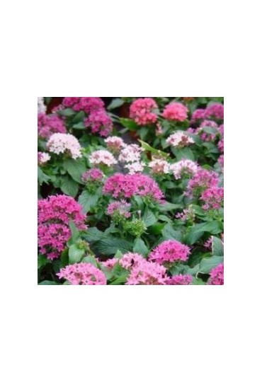 Pentas lanceolata m13
