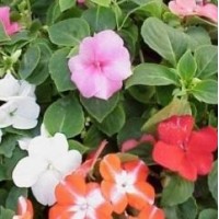 Alegria de la casa impatiens walleriana m11