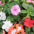 Alegria de la casa impatiens walleriana m11