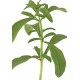 Stevia Eco M11