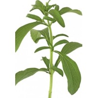 Stevia Eco M11