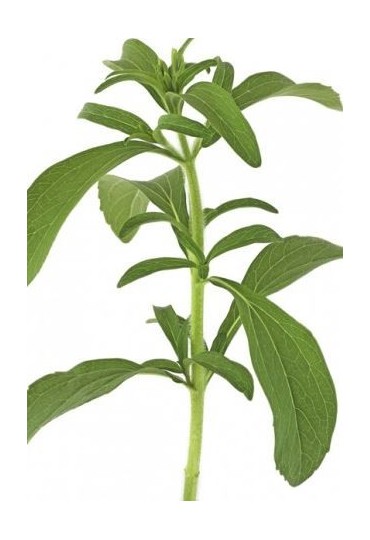 Stevia Eco M11