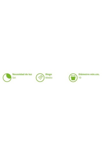 Stevia Eco M11