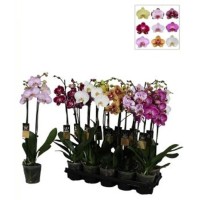 Orquidea / Phalaenopsis 2 varas en cascada