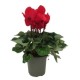Cyclamen M-13