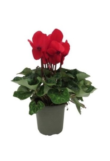 Cyclamen M-13