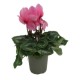 Cyclamen M-13