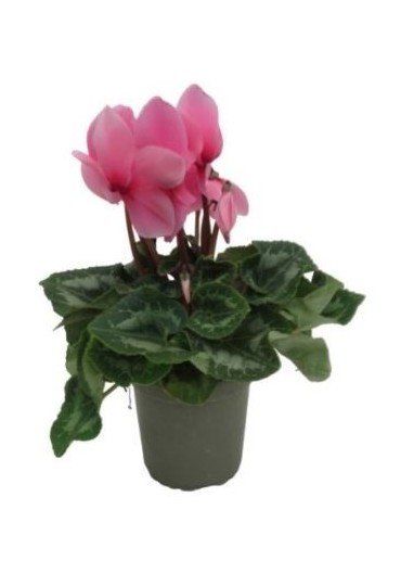 Cyclamen M-13