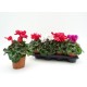 Cyclamen M-13