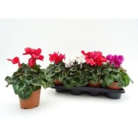 Cyclamen M-13