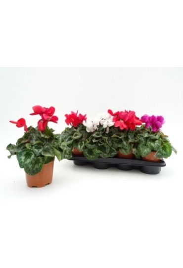 Cyclamen M-13