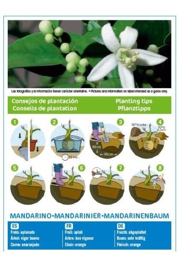 Mandarino 10 lt-1