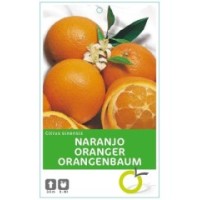Naranjo  10 lt