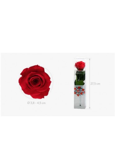 ROSA MINI PRESERVADA AMOROSA CON TALLO ROJO 25 CM