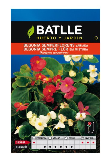 SEMILLA BEGONIA SEMPERFLORENS VARIADA BATLLE