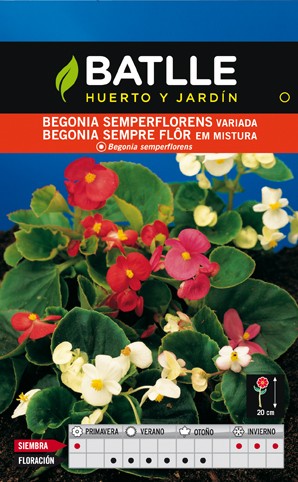 Batlle Semillas de Flores Begonia Semperflorens variada 