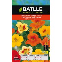 BATLLE SEMILLA DE CAPUCHINA ENANA