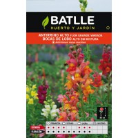 BATLLE SEMILLA DE ANTIRRIO ALTO FLOR GIGANTE VARIADO