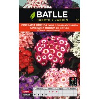 BATLLE SEMILLA DE CINERARIA HÍBRIDA VARIADA