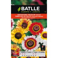 BATLLE CRISANTEMO TRICOLOR