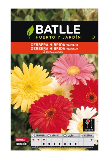 BATLLE SEMILLA DE GERBERA HIBRIDA VARIADA