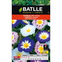 BATLLE SEMILLA DE HERMOSO DIA