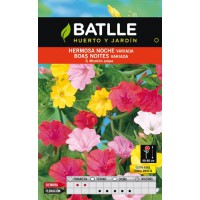 BATLLE SEMILLA DE HERMOSA NOCHE