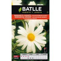 BATLLE SEMILLA DE MARGARITA GIGANTE BLANCA