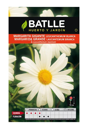 BATLLE SEMILLA DE MARGARITA GIGANTE BLANCA