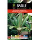 BATLLE PLATANERO ORNAMENTO-MUSA ENSETE