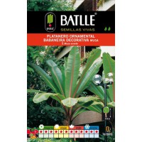 BATLLE PLATANERO ORNAMENTO-MUSA ENSETE