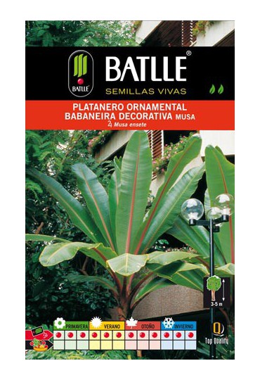 BATLLE PLATANERO ORNAMENTO-MUSA ENSETE