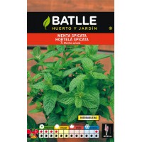 BATLLE SEMILLA  MENTA SPICATA (HIERBABUENA)