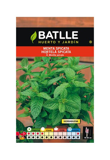 BATLLE SEMILLA  MENTA SPICATA (HIERBABUENA)