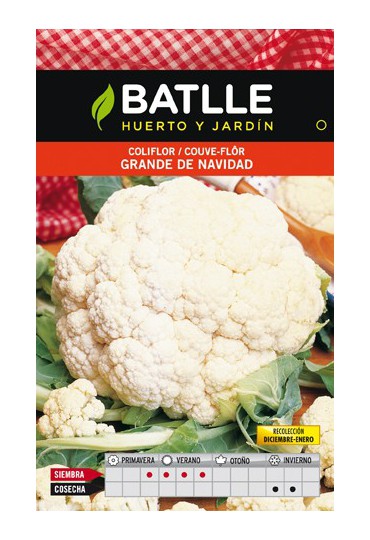 BATLLE COLIFLOR GRANDE NAVIDAD