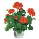 Geranio zonal (Pelargonium Zonale)