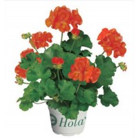 Geranio zonal (Pelargonium Zonale)