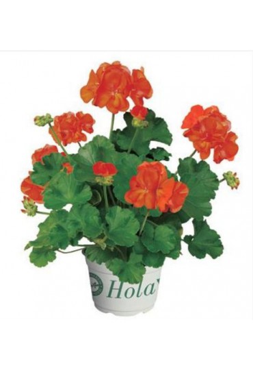 Geranio zonal (Pelargonium Zonale)