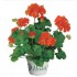 GERANIO ZONAL M-13/14 (PELARGONIUM ZONALE)