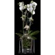 MACETA ORQUIDEA EPIPHYTA M-130 TRASPARENTE