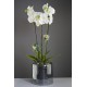 MACETA ORQUÍDEA EPIPHYTA M-130 TRASLÚCIDA NEGRA