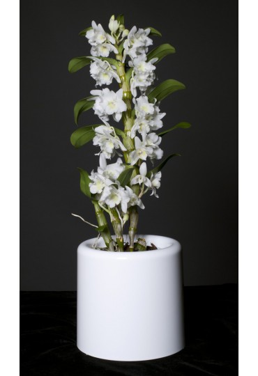 MACETA ORQUIDEA EPIPHYTA M-130 OPACA BLANCA