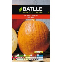 SEMILLA DE CALABAZA BIG MAX