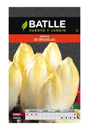 BATLLE ENDIVIA DE BRUSELAS