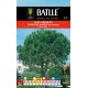 BATLLE PINO PIÑONERO - PINUS PINEA