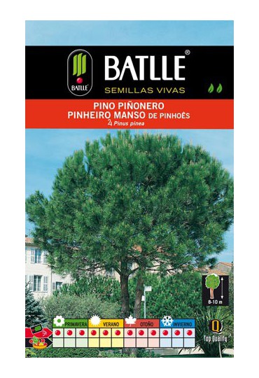 BATLLE PINO PIÑONERO - PINUS PINEA