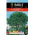 BATLLE PINO PIÑONERO - PINUS PINEA