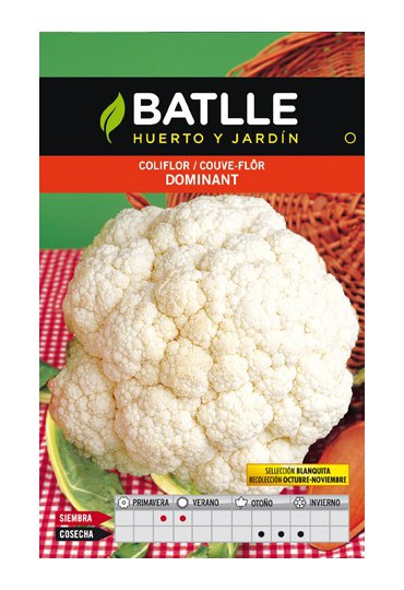 BATLLE COLIFLOR DOMINANT