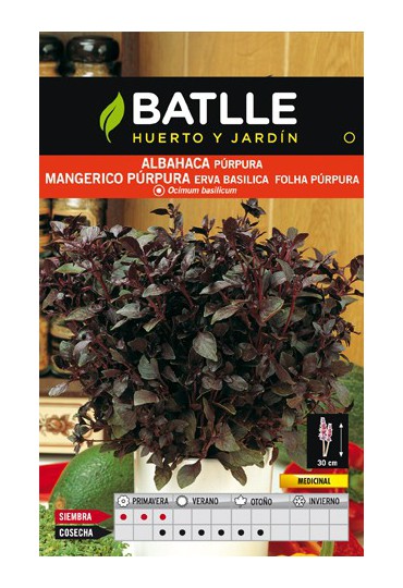 BATLLE SEMILLA DE ALBAHACA PURPURA